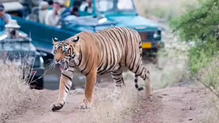 Alwar Sariska Tiger Reserve Alwar Sariska Tiger Reserve