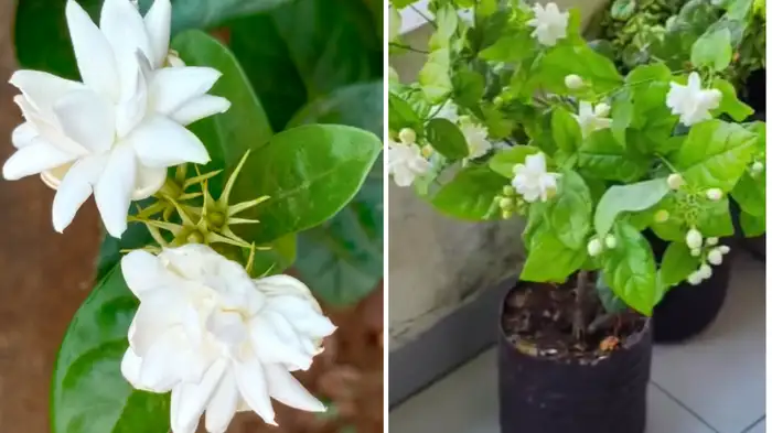 increase mogra plant growth faster increase mogra plant growth faster