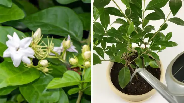 पानी देने का सही नियम 