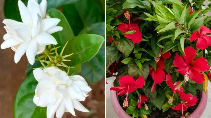 leaf blisters leaf blisters