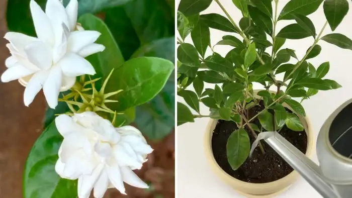 असर और रिकवरी का समय