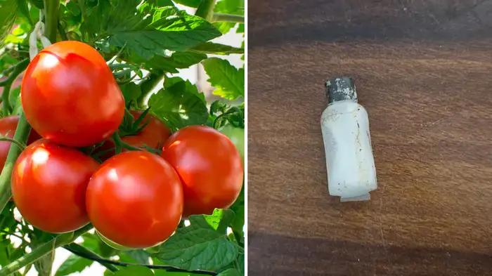 secret of using white chuna in plant secret of using white chuna in plant