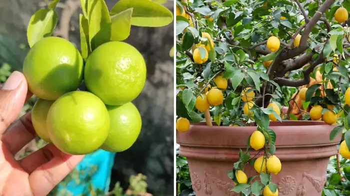 Natural Nutrition Chart to increase lemon plant growth faster Natural Nutrition Chart to increase lemon plant growth faster