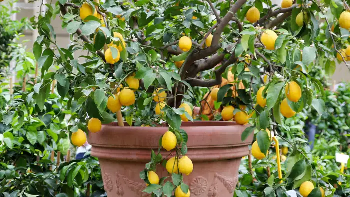 फलों को रसीला बनाने का सीक्रेट