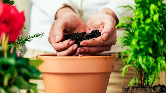 नीम की खली से फंगस का सफाया