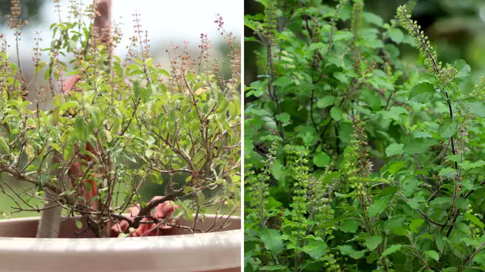 secret tips to increase basil plant growth faster secret tips to increase basil plant growth faster