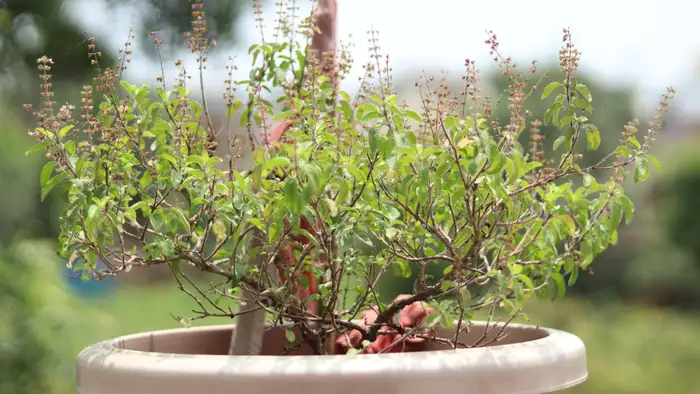 पानी देने का सही नियम  