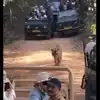 रणथंभौर टाइगर रिजर्व में बाघ पड़ा मुसीबत में, पर्यटक वाहनों ने घेरा, 8 के खिलाफ एक्शन
