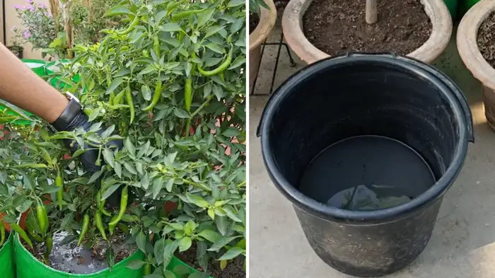cheap trick to increase green Chilli, tomatoes and okra plant growth cheap trick to increase green Chilli, tomatoes and okra plant growth