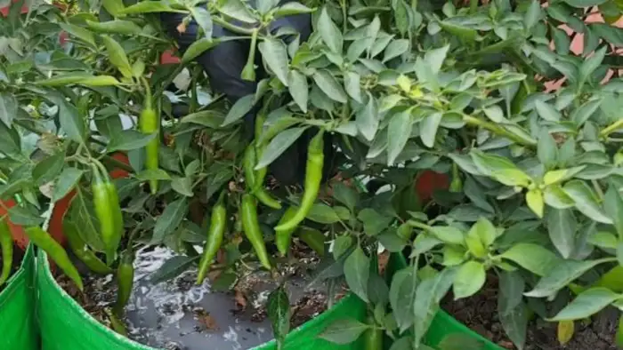 फ्लावरिंग स्टेज पर ही क्यों डालें?