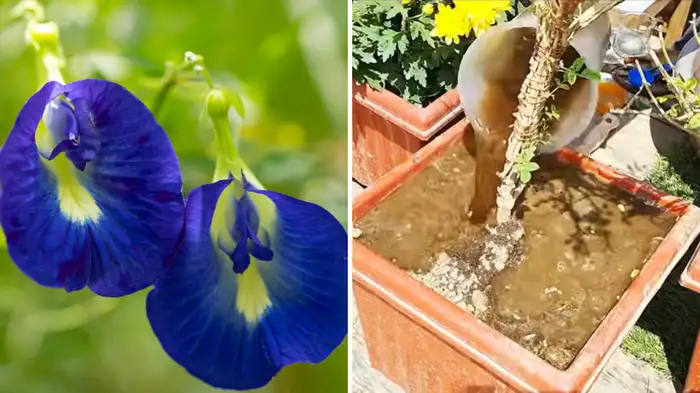 cheap trick to get more flower from aparajita plant cheap trick to get more flower from aparajita plant