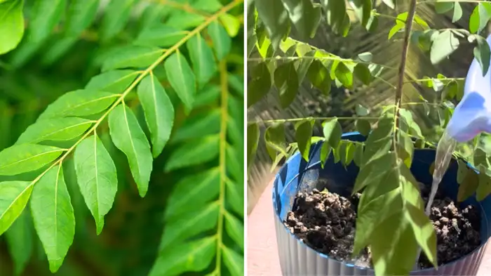 curry leaf plant curry leaf plant