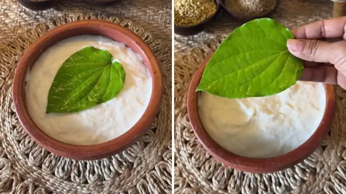 Why add betel leaves in idli or dosa batter Why add betel leaves in idli or dosa batter