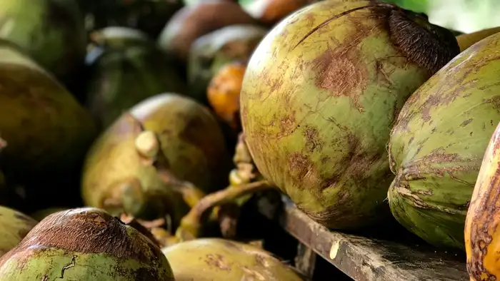 डंठल और रंग की जांच