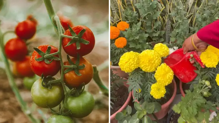 how much water should be poured into which plants how much water should be poured into which plants