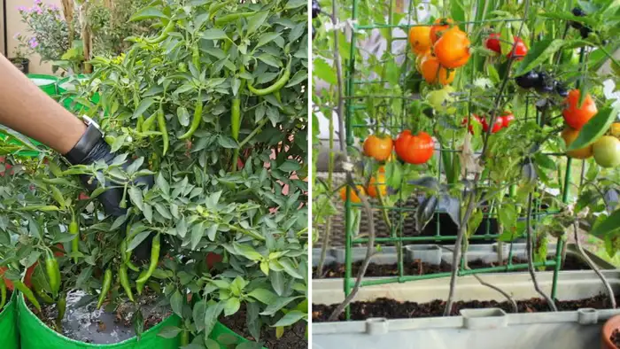 मिर्च और टमाटर 