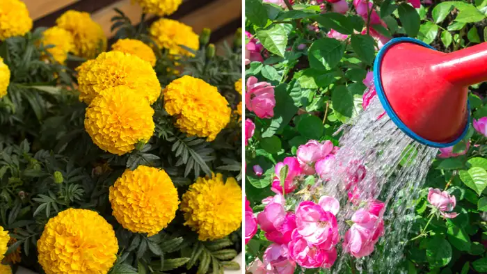 फ्लावरिंग प्लांट्स 