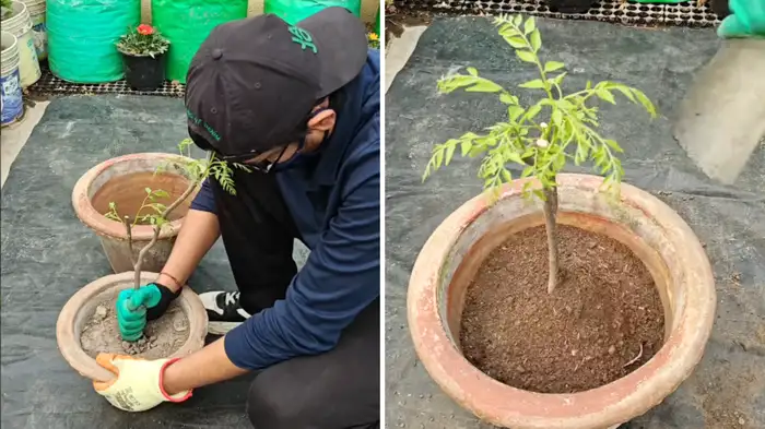 right way to repot curry leaves plant right way to repot curry leaves plant