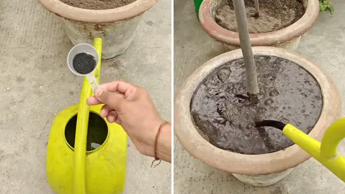 ट्रांसप्लांट शॉक से बचाने वाली खास चीज