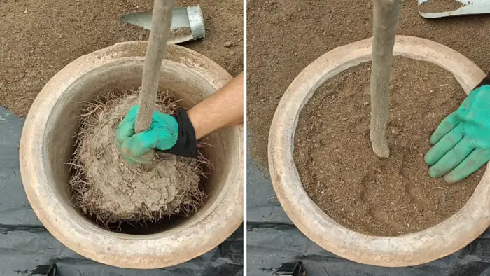 सही तरीके से रोपण और छाया