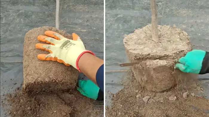 रूट बॉल की सावधानी से कटाई