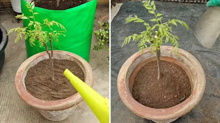 बड़े गमले में लगाना है आसान     