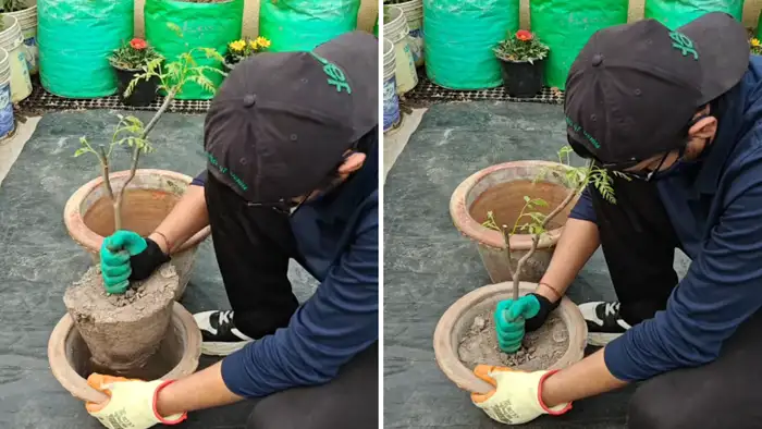 पौधे को बाहर निकालने का सही तरीका