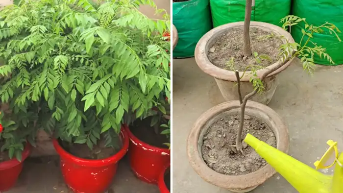 रिपॉटिंग से पहले की तैयारी