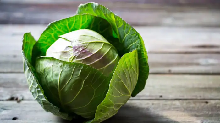 क्या पत्तागोभी में कीड़े होते हैं (सांकेतिक तस्वीर) क्या पत्तागोभी में कीड़े होते हैं (सांकेतिक तस्वीर)