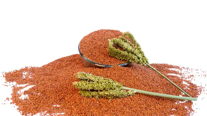 रागी की तासीर ठंडी है या गर्म (सांकेतिक तस्वीर)<br><br>