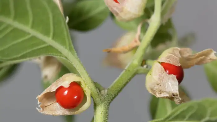 ashwagandha leaves