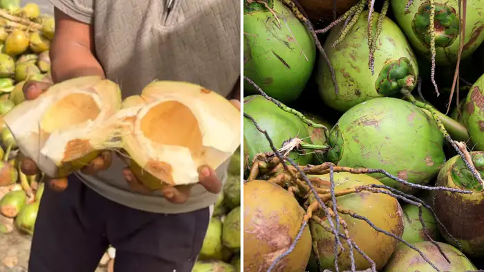 secret trick to identify dry coconut secret trick to identify dry coconut