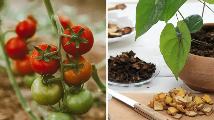 free fertilizer to increase plant growth faster free fertilizer to increase plant growth faster