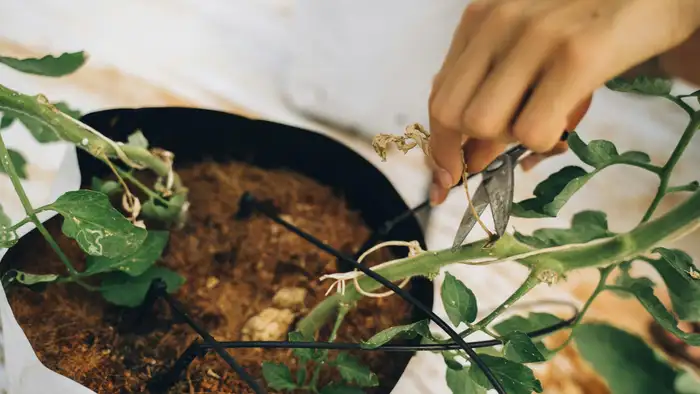 किन पौधों के लिए है सबसे बेहतर?