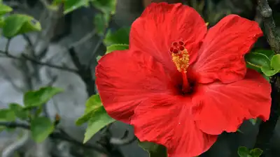  धूप और पानी का सही तालमेल