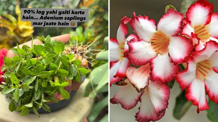 right way to grow desert rose or adenium plant right way to grow desert rose or adenium plant