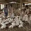 Sultanpur DJ noise chicken death