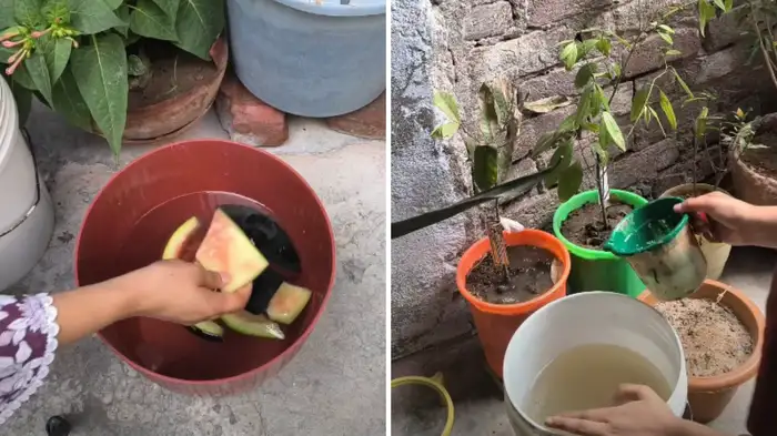 watermelon peels watermelon peels