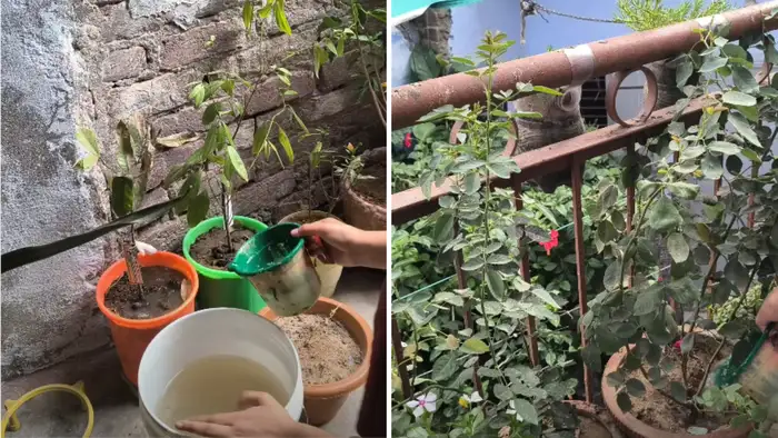 मिट्टी को ठंडक और नई जान