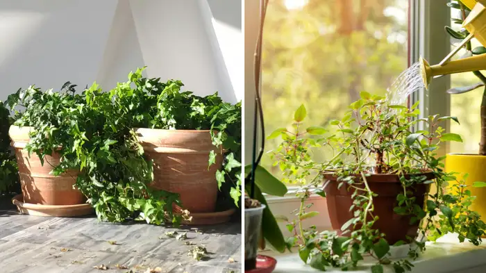 right way to water plants in summer right way to water plants in summer