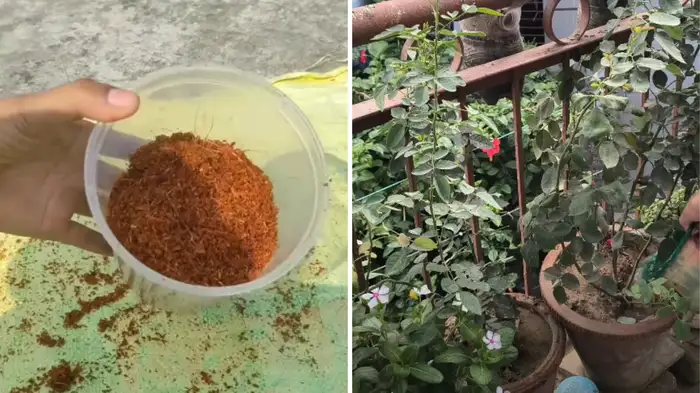 secret to make Cocopeat to increase plant growth secret to make Cocopeat to increase plant growth