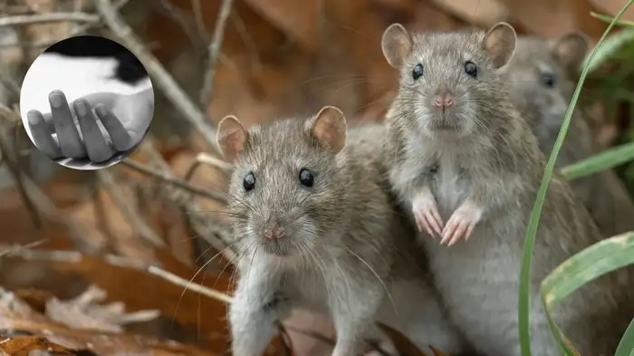 hantavirus hantavirus