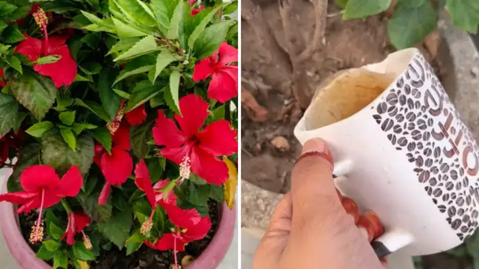 hibiscus plant new hibiscus plant new