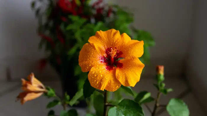 धूप और छंटाई का महत्व