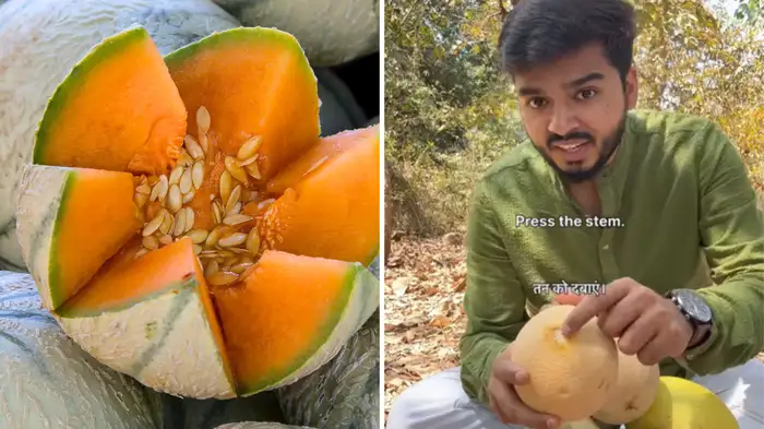secret tricks to identity ripe and sweet muskmelon secret tricks to identity ripe and sweet muskmelon