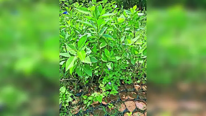 बिना लाइसेंस रिहायशी इलाके में चल रहे होटल के खिलाफ FIR दर्ज बिना लाइसेंस रिहायशी इलाके में चल रहे होटल के खिलाफ FIR दर्ज