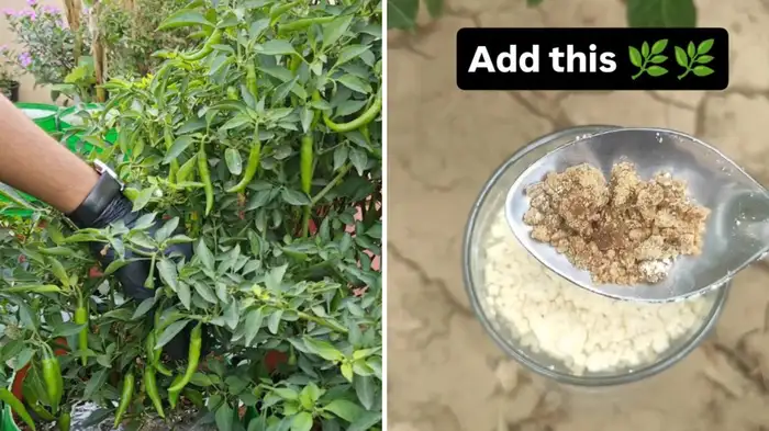 free fertilizer to increase green chilli plant faster free fertilizer to increase green chilli plant faster