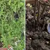 Save Tulsi Plant From Drying In Summer By Gardening Expert Tips,गर्मी ...
