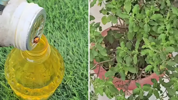 Save Tulsi Plant From Drying In Summer By Gardening Expert Tips,गर्मी ...