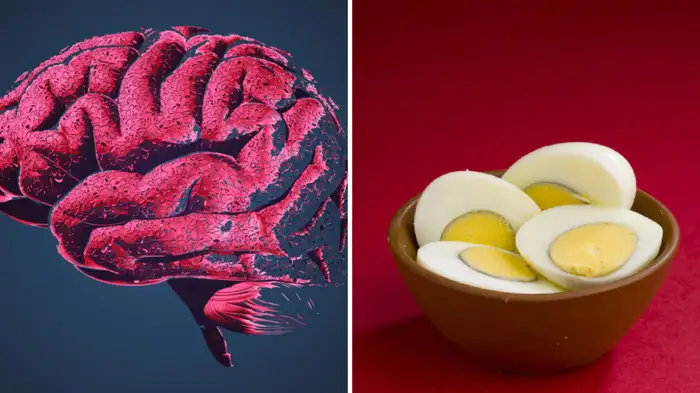 egg for memory and alzheimer egg for memory and alzheimer
